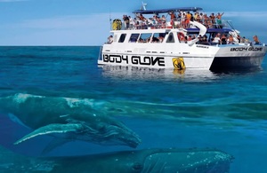 미국 하와이 코나 혹등고래 와칭 크루즈
